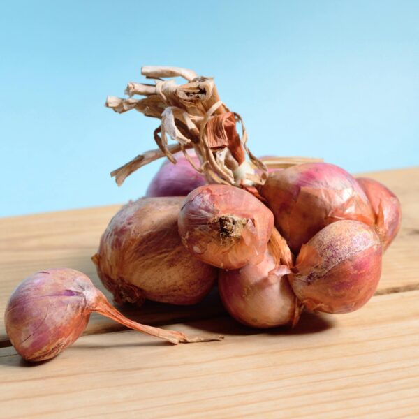 Premium Fresh Onions for Sale | High Quality & Flavorful