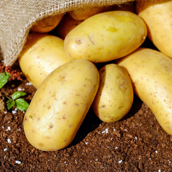 Premium Fresh Potatoes