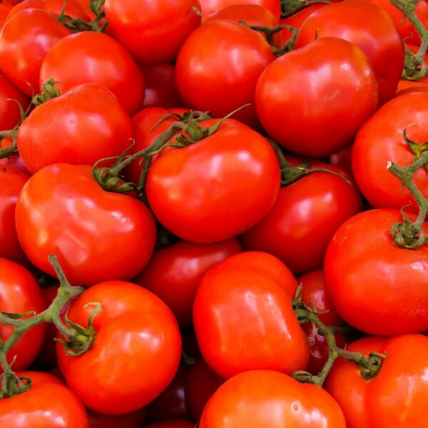 Farm-Fresh Red Tomatoes