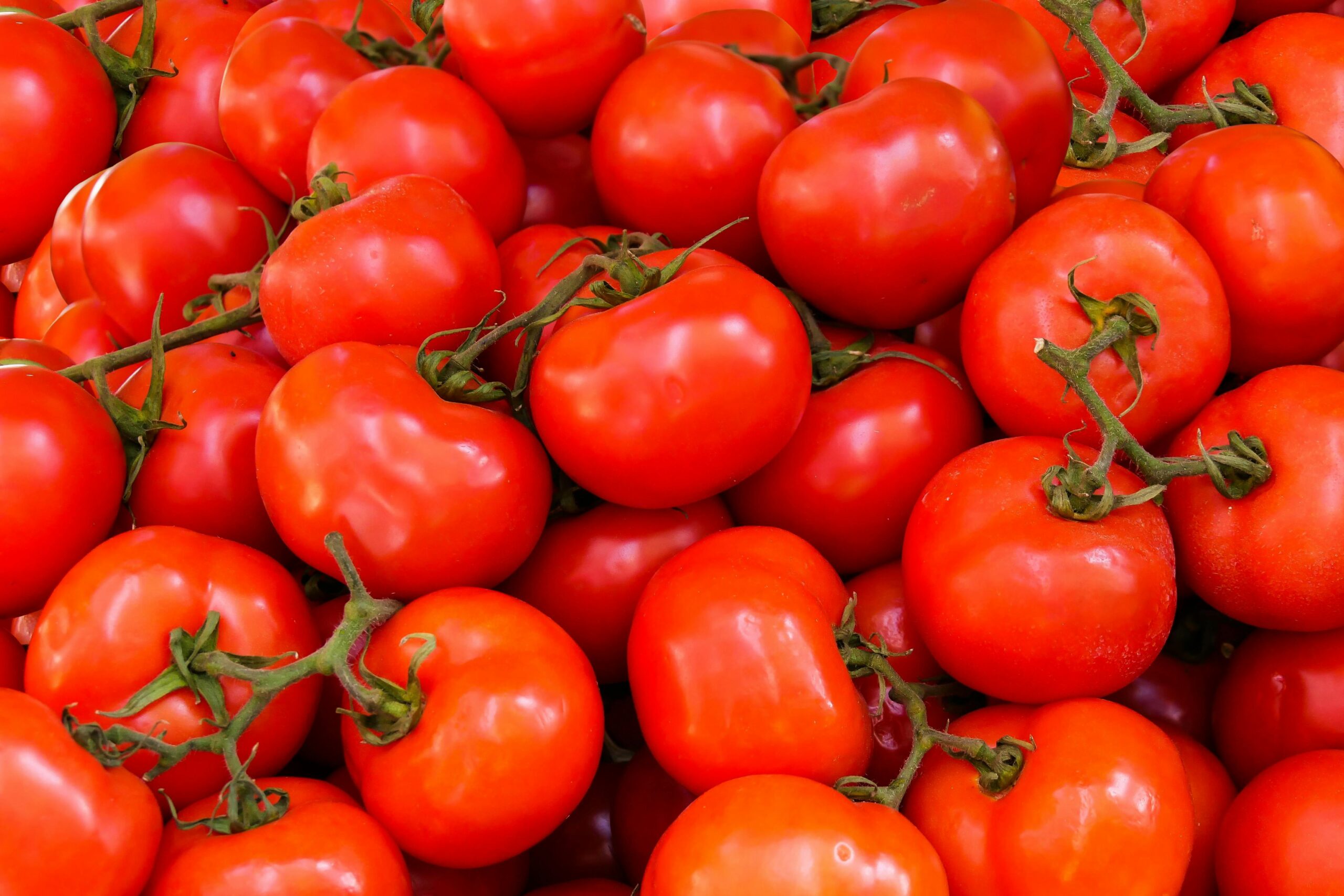 Farm-Fresh Red Tomatoes